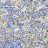 Immunohistochemistry of paraffin-embedded Mouse spleen using TREM2 Polyclonal Antibody at dilution of  1:200 (40x lens).