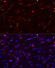 Immunofluorescence analysis of Rat brain using MEGF10 Polyclonal Antibody at dilution of  1:100. Blue: DAPI for nuclear staining.