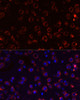 Immunofluorescence analysis of Mouse brain using MEGF10 Polyclonal Antibody at dilution of  1:100. Blue: DAPI for nuclear staining.