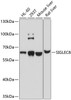 Western blot analysis of extracts of various cell lines using SIGLEC8 Polyclonal Antibody at dilution of 1:1000.