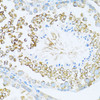 Immunohistochemistry of paraffin-embedded Mouse testis using DVL1 Polyclonal Antibody at dilution of  1:100 (40x lens).