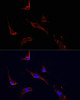 Immunofluorescence analysis of PC12 cells using LGR5 Polyclonal Antibody at dilution of  1:100.