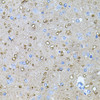 Immunohistochemistry of paraffin-embedded Rat brain using NTF4 Polyclonal Antibody at dilution of  1:100 (40x lens).
