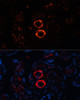 Immunofluorescence analysis of Human placenta cells using MYH11 Polyclonal Antibody at dilution of  1:100. Blue: DAPI for nuclear staining.