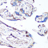 Immunohistochemistry of paraffin-embedded Human placenta using p38 MAPK Polyclonal Antibody at dilution of  1:100 (40x lens).