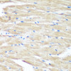 Immunohistochemistry of paraffin-embedded Mouse heart using p38 MAPK Polyclonal Antibody at dilution of  1:100 (40x lens).