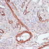 Immunohistochemistry of paraffin-embedded Rat ovary using DES Polyclonal Antibody at dilution of  1:100 (40x lens).