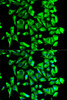 Immunofluorescence analysis of U2OS cells using HSP90AB1 Polyclonal Antibody