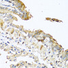 Immunohistochemistry of paraffin-embedded Mouse lung using RNASE11 Polyclonal Antibody at dilution of  1:100 (40x lens).