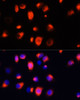 Immunofluorescence analysis of HeLa cells using HO-1 Polyclonal Antibody at dilution of  1:100 (40x lens). Blue: DAPI for nuclear staining.