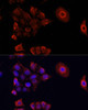 Immunofluorescence analysis of HeLa cells using DAZL Polyclonal Antibody at dilution of  1:100. Blue: DAPI for nuclear staining.