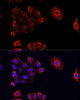 Immunofluorescence analysis of HeLa cells using DAZL Polyclonal Antibody at dilution of  1:100. Blue: DAPI for nuclear staining.