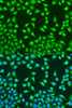 Immunofluorescence analysis of U2OS cells using MTCO2 Polyclonal Antibody at dilution of  1:100. Blue: DAPI for nuclear staining.