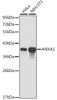 Western blot analysis of extracts of various cell lines using ANXA1 Polyclonal Antibody.