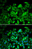 Immunofluorescence analysis of HeLa cells using ANXA1 Polyclonal Antibody
