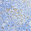 Immunohistochemistry of paraffin-embedded Rat spleen using PD-L1 Polyclonal Antibody at dilution of  1:100 (40x lens).
