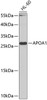 Western blot analysis of extracts of HL-60 cells using APOA1 Polyclonal Antibody at dilution of 1:1000.