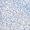 Immunohistochemistry of paraffin-embedded Rat spleen using CTCF Polyclonal Antibody at dilution of  1:100 (40x lens).