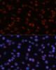 Immunofluorescence analysis of C6 cells using TCF4 Polyclonal Antibody at dilution of  1:100 (40x lens). Blue: DAPI for nuclear staining.
