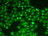 Immunofluorescence analysis of A549 cells using ASC / TMS1 Polyclonal Antibody