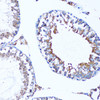 Immunohistochemistry of paraffin-embedded Mouse testis using MAP1LC3A Polyclonal Antibody at dilution of  1:100 (20x lens).