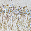 Immunohistochemistry of paraffin-embedded Mouse brain using MAP1LC3A Polyclonal Antibody at dilution of  1:100 (40x lens).