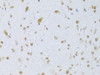 Immunohistochemistry of paraffin-embedded Mouse brain using CDKN1A Polyclonal Antibody at dilution of  1:100 (40x lens).