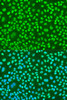 Immunofluorescence analysis of U2OS cells using Histone H2AX Polyclonal Antibody at dilution of  1:100. Blue: DAPI for nuclear staining.