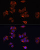 Immunofluorescence analysis of HeLa cells using LAMP1 Polyclonal Antibody at dilution of  1:100. Blue: DAPI for nuclear staining.