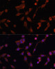 Immunofluorescence analysis of NIH/3T3 cells using LAMP1 Polyclonal Antibody at dilution of  1:100. Blue: DAPI for nuclear staining.