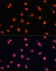 Immunofluorescence analysis of L929 cells using CHD4 Polyclonal Antibody at dilution of  1:100. Blue: DAPI for nuclear staining.