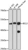 Western blot analysis of extracts of various cell lines using BCL3 Polyclonal Antibody at dilution of 1:1000.