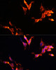 Immunofluorescence analysis of NIH-3T3 cells using LAMTOR1 Polyclonal Antibody at dilution of  1:100 (40x lens). Blue: DAPI for nuclear staining.