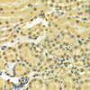 Immunohistochemistry of paraffin-embedded Mouse kidney using HNRNPA2B1 Polyclonal Antibody at dilution of  1:100 (40x lens).