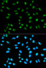 Immunofluorescence analysis of HeLa cells using HNRNPA2B1 Polyclonal Antibody