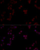 Immunofluorescence analysis of HeLa cells using PPP5C Polyclonal Antibody at dilution of  1:100 (40x lens). Blue: DAPI for nuclear staining.