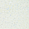 Immunohistochemistry of paraffin-embedded Rat liver using TRIM15 Polyclonal Antibody at dilution of  1:100 (40x lens).