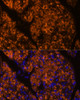Immunofluorescence analysis of Rat pancreas using SERPINI2 Polyclonal Antibody at dilution of  1:100 (40x lens). Blue: DAPI for nuclear staining.