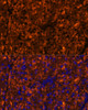 Immunofluorescence analysis of Mouse pancreas using SERPINI2 Polyclonal Antibody at dilution of  1:100 (40x lens). Blue: DAPI for nuclear staining.