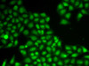 Immunofluorescence analysis of A549 cells using FEN1 Polyclonal Antibody