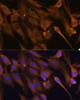 Immunofluorescence analysis of C6 cells using STUB1 Polyclonal Antibody at dilution of  1:100 (40x lens). Blue: DAPI for nuclear staining.