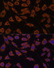 Immunofluorescence analysis of L929 cells using STUB1 Polyclonal Antibody at dilution of  1:100 (40x lens). Blue: DAPI for nuclear staining.