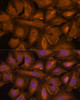 Immunofluorescence analysis of U-2 OS cells using STUB1 Polyclonal Antibody at dilution of  1:100 (40x lens). Blue: DAPI for nuclear staining.