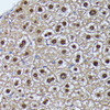 Immunohistochemistry of paraffin-embedded Mouse liver using GADD45A Polyclonal Antibody at dilution of  1:100 (40x lens).