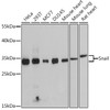 Western blot analysis of extracts of various cell lines using Snail Polyclonal Antibody at dilution of 1:1000.
