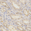 Immunohistochemistry of paraffin-embedded Human kidney using GGA2 Polyclonal Antibody at dilution of  1:200 (40x lens).