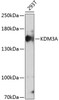 Western blot analysis of extracts of 293T cells using KDM3A Polyclonal Antibody at dilution of 1:1000.