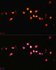 Immunofluorescence analysis of C6 cells using KDM3A Polyclonal Antibody at dilution of  1:100 (40x lens). Blue: DAPI for nuclear staining.