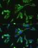 Immunofluorescence analysis of U2OS cells using PD-1 Polyclonal Antibody at dilution of  1:100. Blue: DAPI for nuclear staining.