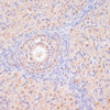 Immunohistochemistry of paraffin-embedded Rat ovary using BYSL Polyclonal Antibody at dilution of  1:100 (40x lens).